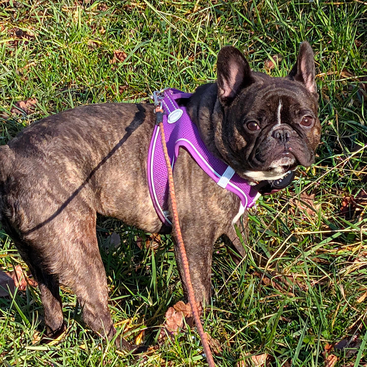 Gégé participe au concours pour gagner de l'argent avec cette photo : alert, animal, brindle, brown, canine, closeup, daylight, dog, ears_up, french_bulldog, grass, leash, nature, outdoor, pet, purple_harness, shadow, standing, sunlight, walking