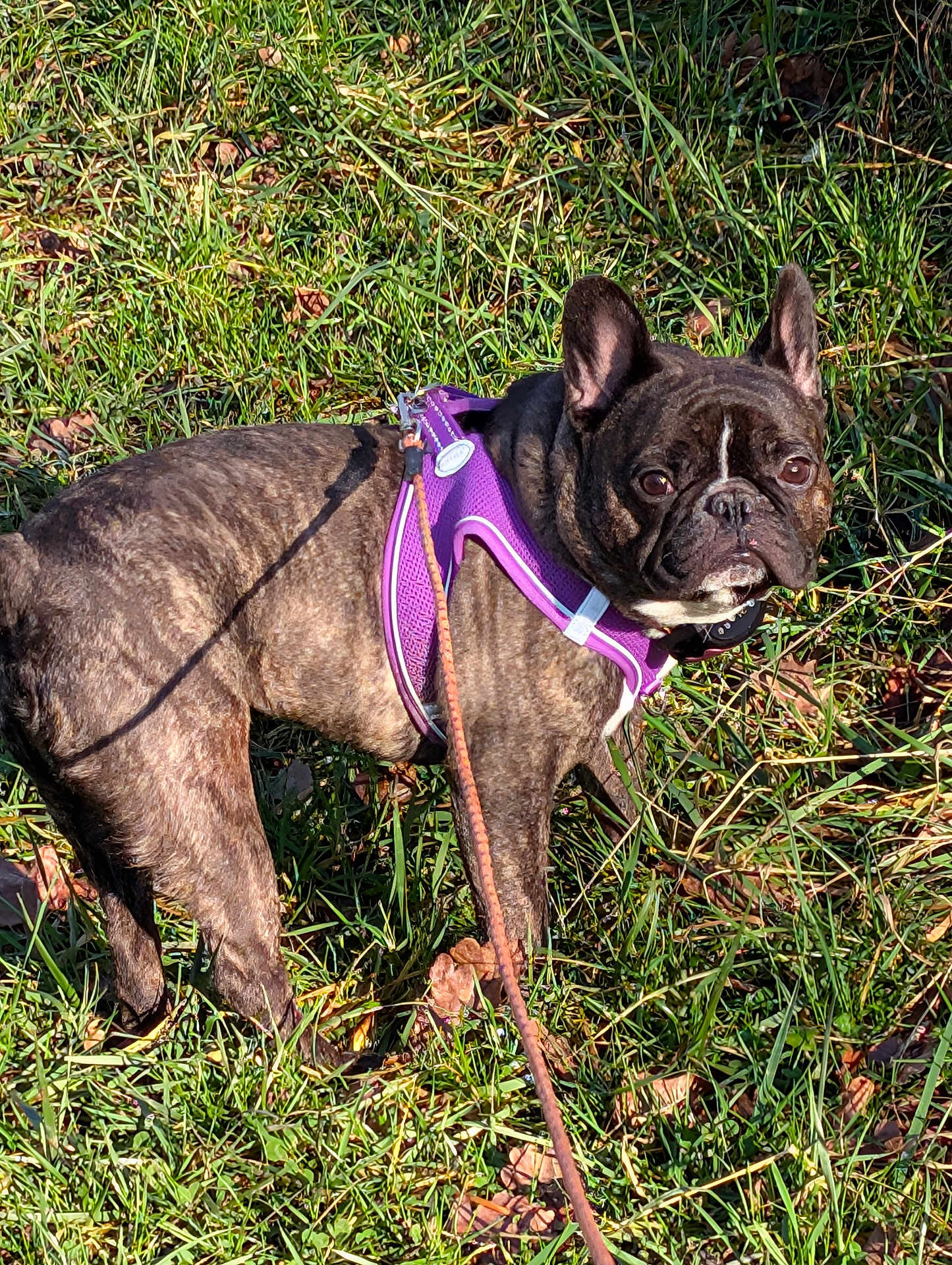 Gégé participe au concours pour gagner de l'argent avec cette photo : dog, french_bulldog, brindle, purple_harness, leash, grass, outdoor, pet, animal, canine, sunlight, alert, ears_up, walking, nature, daylight, closeup, standing, shadow, brown