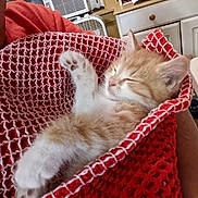 Bebe joined the competition — help win amazing prizes! kitten, cat, sleeping, orange, white, blanket, red, knitted, cozy, indoor, furniture, fan, paw, cute, pet, resting, soft, small, young, comfort