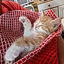 kitten, cat, sleeping, orange, white, blanket, red, knitted, cozy, indoor, furniture, fan, paw, cute, pet, resting, soft, small, young, comfort