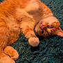 cat, orange_cat, white_cat, fluffy, pet, animal, feline, paw, relaxing, lying_down, shaggy_rug, teal_rug, indoor, cute, sleepy, fur, whiskers, pink_nose, closeup, cozy