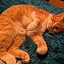 Bebe is registered to the contest to win money with this photo: cat, orange_cat, white_cat, pet, feline, lying_down, relaxed, cozy, blanket, shaggy_blanket, indoor, fur, whiskers, paw, cute, sleepy, animal, resting, playful, domestic_cat