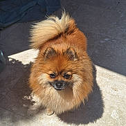 Noisette participe au concours pour gagner de l'argent avec cette photo : dog, pomeranian, fluffy, small_dog, pet, animal, indoor, sunlight, shadow, floor, cute, fur, tail, looking_up, domestic_animal, companion, adorable, canine, standing, brown_fur