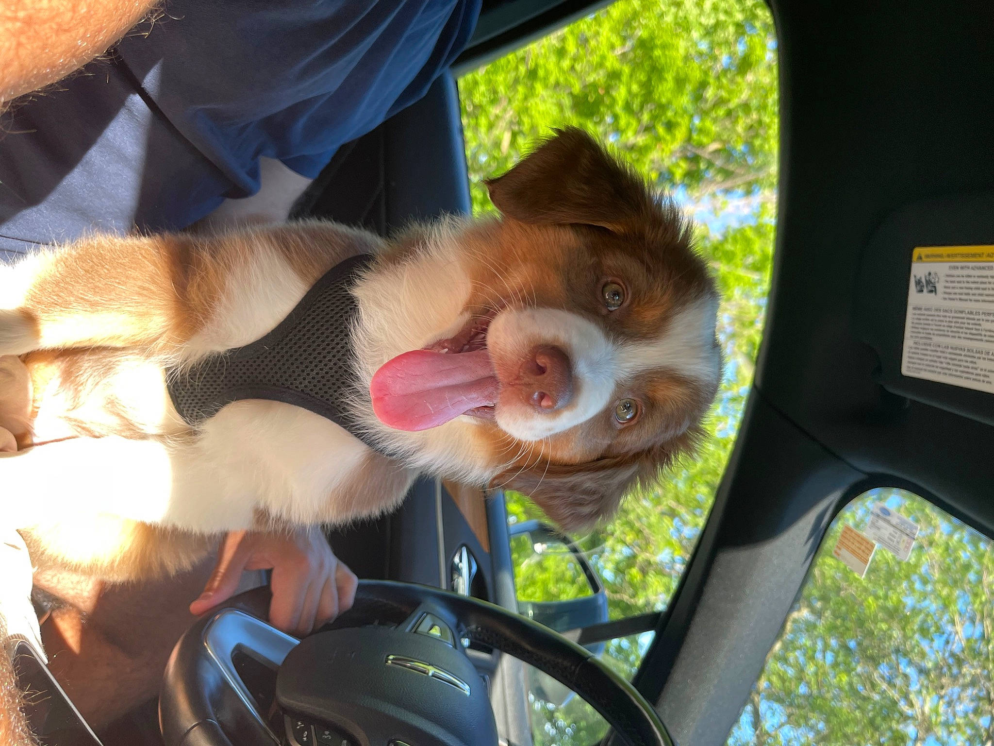 Louis is registered to the contest to win money with this photo: automotive_mirror, canidae, carnivore, companion_dog, dog, dog_breed, eye, eyewear, fawn, fur, grass, liver, plant, snout, sporting_group, sunglasses, tail, tree, vehicle, vehicle_door