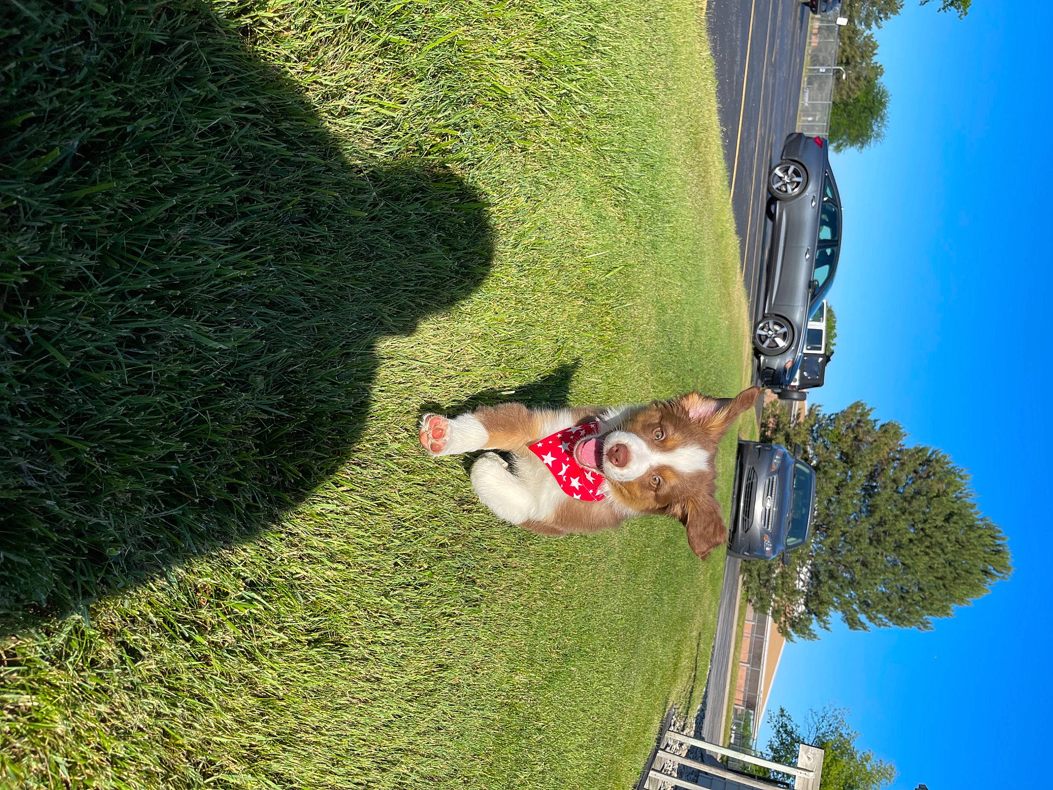 Louis is registered to the contest to win money with this photo: biome, dog, fun, grass, landscape, leisure, line, mammal, nature, people_in_nature, plant, pole, recreation, sky, slope, travel, tree, vegetation, vertebrate, woody_plant