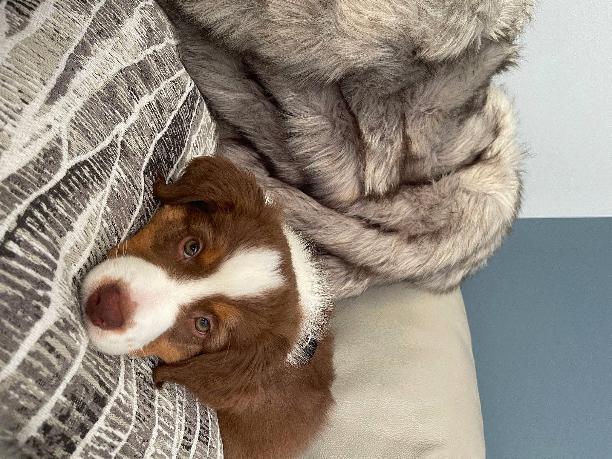 Louis joined the competition — help win amazing prizes! brittany, canidae, carnivore, cocker_spaniel, comfort, companion_dog, dog, dog_breed, ear, fawn, fur, liver, paw, snout, spaniel, sporting_group, whiskers, wood, working_animal, wrinkle