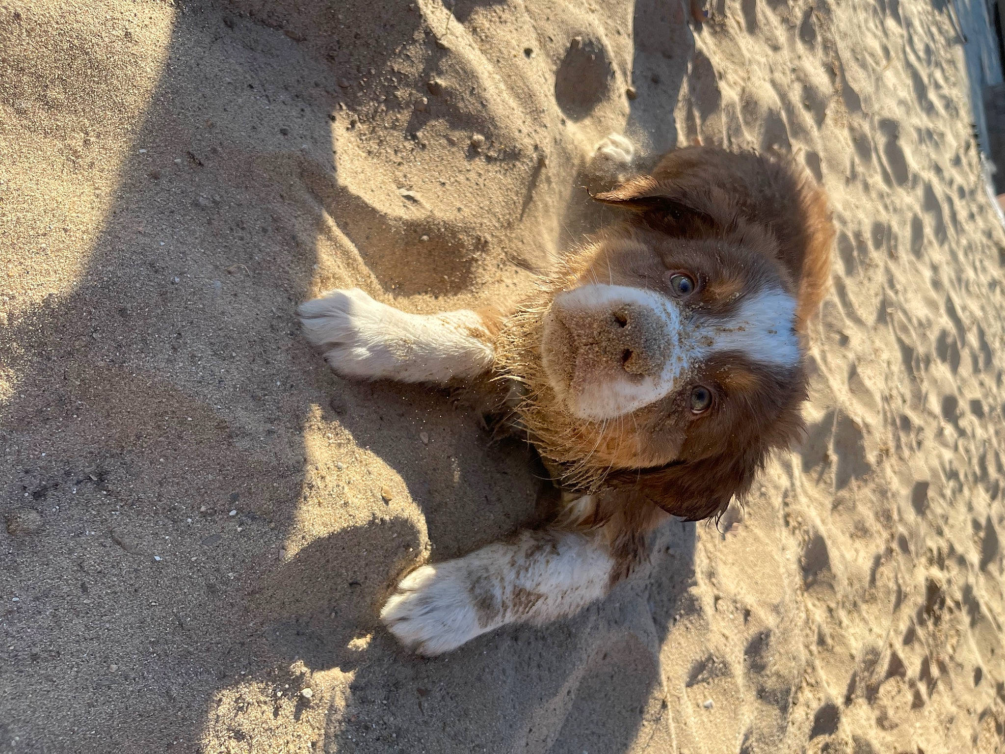 Louis is registered to the contest to win money with this photo: fawn, foot, footprint, landscape, paw, rock, sand, shadow, snout, soil, sporting_group, terrestrial_animal, wildlife, wood