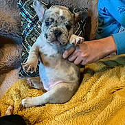 Abby a rejoint le concours — aidez-le/la à gagner de superbes lots ! puppy, dog, blanket, couch, pillow, hand, blue_shirt, indoor, pet, cute, resting, cozy, small_dog, fur, animal, spotted, comfort, relaxing, domestic, living_room