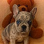 puppy, dog, french_bulldog, brindle, blue_eye, heterochromia, teddy_bear, stuffed_animal, cute, pet, animal, fur, ears, indoor, cozy, orange_background, soft_texture, young, sitting, portrait