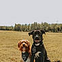 dog, dogs, outdoor, grass, field, nature, pet, canine, bandana, happy, tongue_out, sitting, brown_dog, black_dog, fur, smile, animal, daylight, tree_line, sky