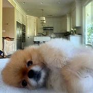 Chloe is registered to the contest to win money with this photo: adorable, bed, close_up, cozy, dog, eyes, face, fluffy, foreground, fur, home, indoor, kitchen, lying_down, nose, pet, pomeranian, puppy, resting, small