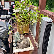 Crybaby joined the competition — help win amazing prizes! cat, chair, cozy, deck, fan, flowers, garden, greenery, grill, nature, outdoor, pet, planter_box, plants, relaxing, rose_bush, sleeping, tabby_cat, wood, wooden_furniture