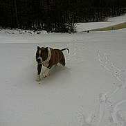 Cammy is registered to the contest to win money with this photo: dog, snow, winter, outdoor, animal, running, forest, frozen_pond, nature, paw_prints, cold, daylight, canine, landscape, walking, trees, white, snowy_ground, pet, active
