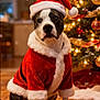 celebration, christmas_tree, costume, cute, decorations, dog, festive, festivity, holiday, holiday_spirit, indoor, lights, ornaments, pet, red_clothing, santa_hat, seasonal, warm_lighting, white_fur_trim, wooden_floor