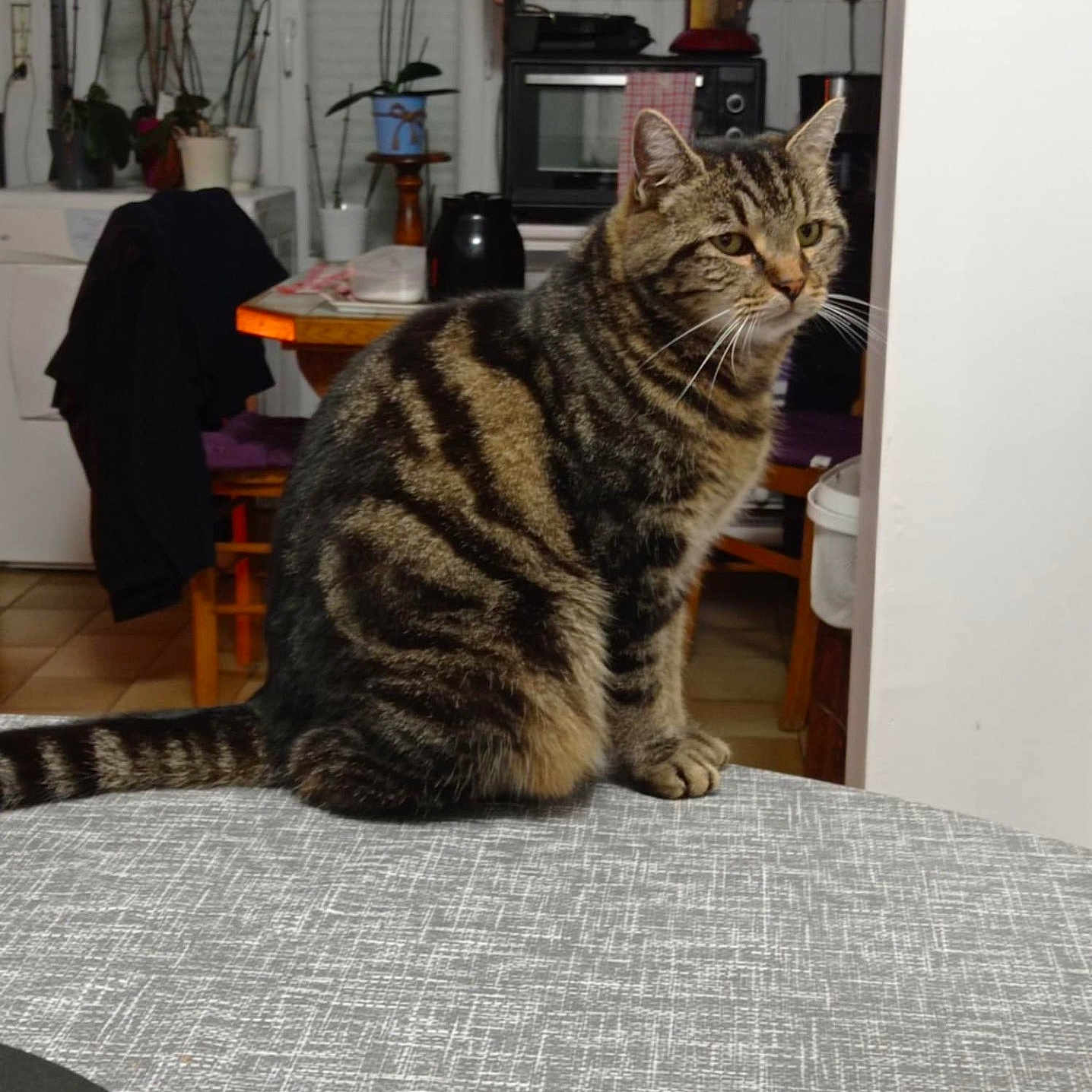Clochette a rejoint le concours — aidez-le/la à gagner de superbes lots ! animal, appliance, architecture, building, cat, device, diningroom, diningtable, electricaldevice, furniture, indoors, livingroom, manx, microwave, oven, pet, plant, pottedplant, room, table