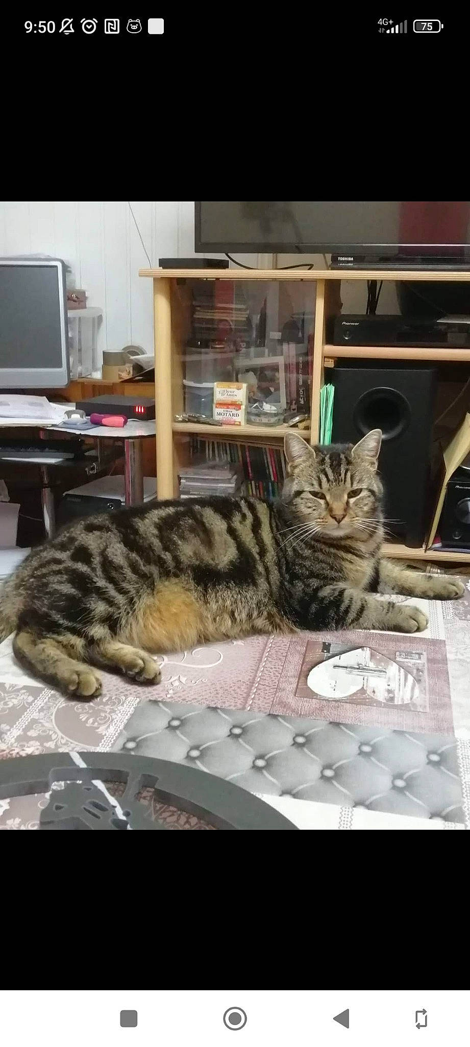 Clochette participe au concours pour gagner de l'argent avec cette photo : carnivore, cat, comfort, computer_keyboard, computer_monitor, desk, display_device, domestic_short_haired_cat, felidae, flooring, fur, paw, peripheral, sitting, small_to_medium_sized_cats, tail, whiskers