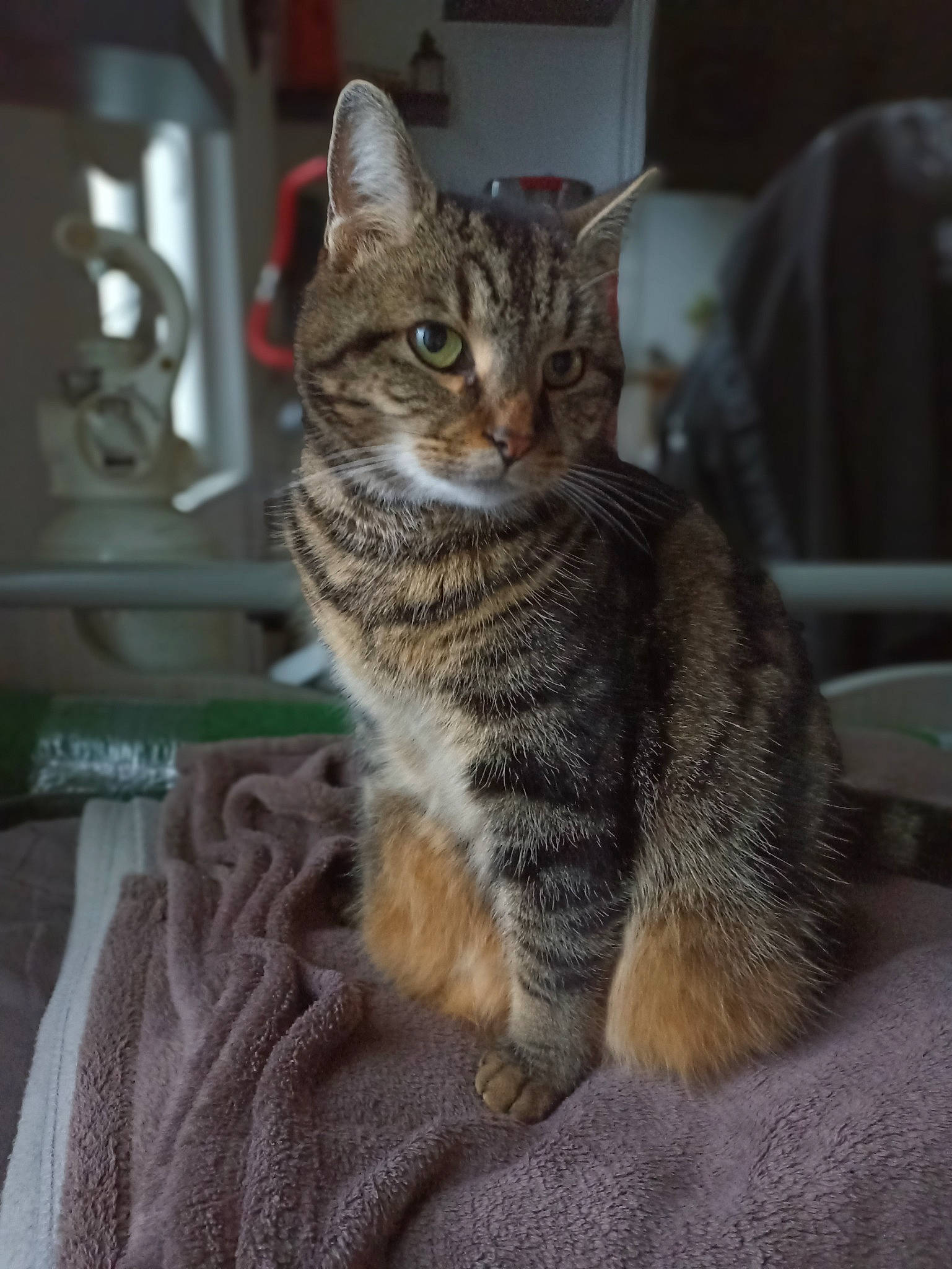 Clochette a rejoint le concours — aidez-le/la à gagner de superbes lots ! carnivore, cat, claw, domestic_short_haired_cat, felidae, fur, paw, sitting, small_to_medium_sized_cats, snout, terrestrial_animal, whiskers, wildlife