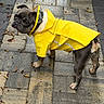 dog, french_bulldog, raincoat, yellow_clothing, outdoor, patio, paving_stones, garden, watering_can, garden_hose, leaves, standing, pet, animal, wrinkled_face, short_legged, fashionable, rainwear, portrait, daylight