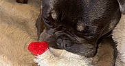 Memphis joined the competition — help win amazing prizes! dog, pug, sleeping, sleepy, pet, puppy, animal, black_and_tan, wrinkled_face, short_snout, floppy_ears, plush_toy, stuffed_animal, red_toy, blanket, fluffy_bed, cozy, indoors, close_up, cuddling