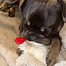 dog, pug, sleeping, sleepy, pet, puppy, animal, black_and_tan, wrinkled_face, short_snout, floppy_ears, plush_toy, stuffed_animal, red_toy, blanket, fluffy_bed, cozy, indoors, close_up, cuddling