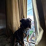 dog, pug, canine, pet, animal, sitting, harness, window, curtains, blanket, indoors, home, sunlight, portrait, wrinkled_face, short_muzzle, black_coat, brown_coat, outdoor_view, construction