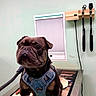 bulldog, dog, pet, animal, veterinary_clinic, examination_table, harness, leash, standing, portrait, short_snout, wrinkled_face, brown_coat, indoors, medical_equipment, clinic, newspaper, funny, alert, photography
