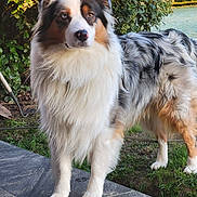 Raven participe au concours pour gagner de l'argent avec cette photo : australian_shepherd, blue_merle, bush, canine, companion, dog, eyes, fluffy, fur, garden, grass, heterochromia, nose, outdoors, paws, pet, portrait, standing, tile_patio, watchful