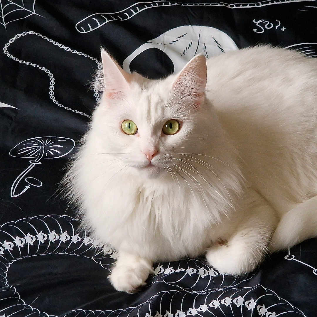 Luna is registered to the contest to win money with this photo: abyssinian, angora, animal, applique, cat, kitten, manx, pattern, pet, siamese
