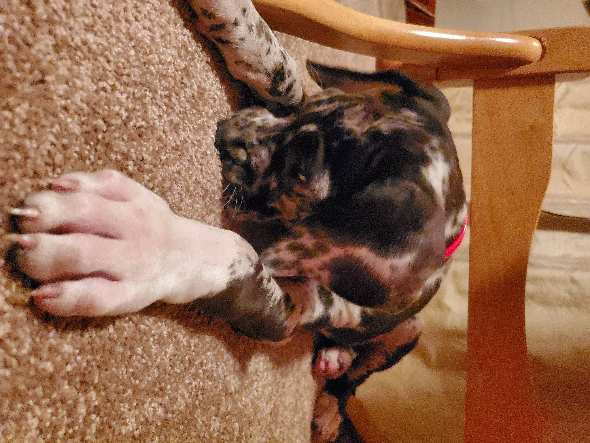 Beatrice is registered to the contest to win money with this photo: canidae, carnivore, comfort, companion_dog, dog, dog_breed, domestic_short_haired_cat, fawn, felidae, flooring, fur, gesture, hardwood, human_leg, small_to_medium_sized_cats, sporting_group, tail, whiskers, wood, working_animal