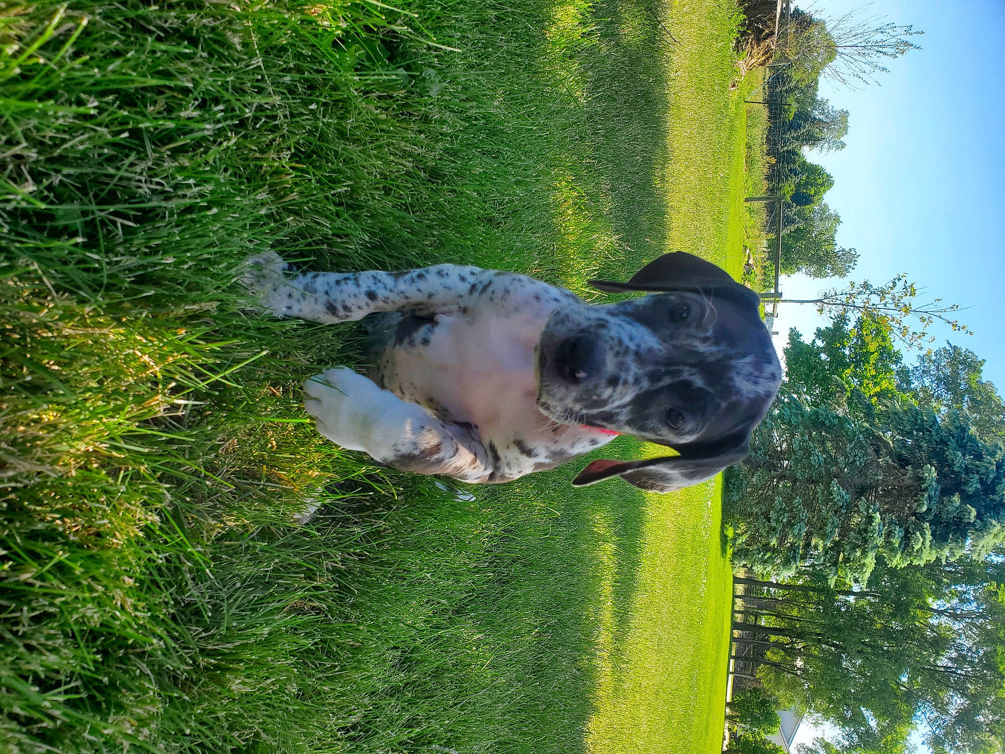 Beatrice joined the competition — help win amazing prizes! botany, canidae, carnivore, companion_dog, dog, dog_breed, fawn, grass, grass_family, groundcover, plant, sculpture, sky, snout, sporting_group, tail, tree, trunk, wildlife, working_animal