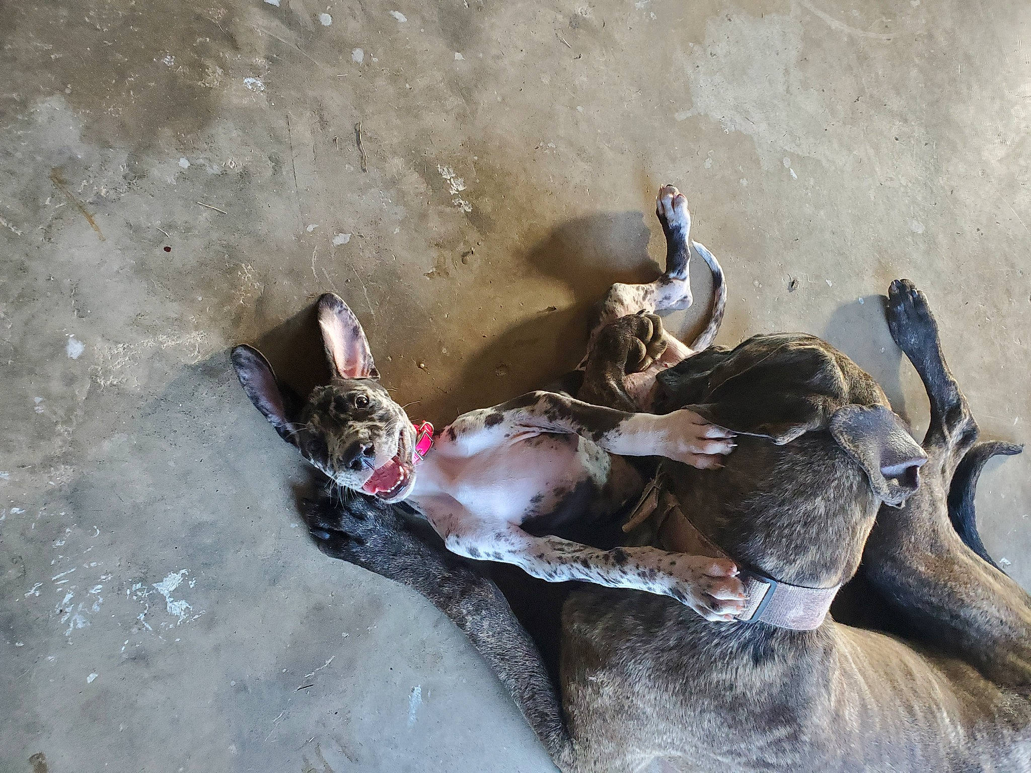 Beatrice is registered to the contest to win money with this photo: beach, bird, concrete, fashion_accessory, foot, human_leg, sand, shadow, soil, wood