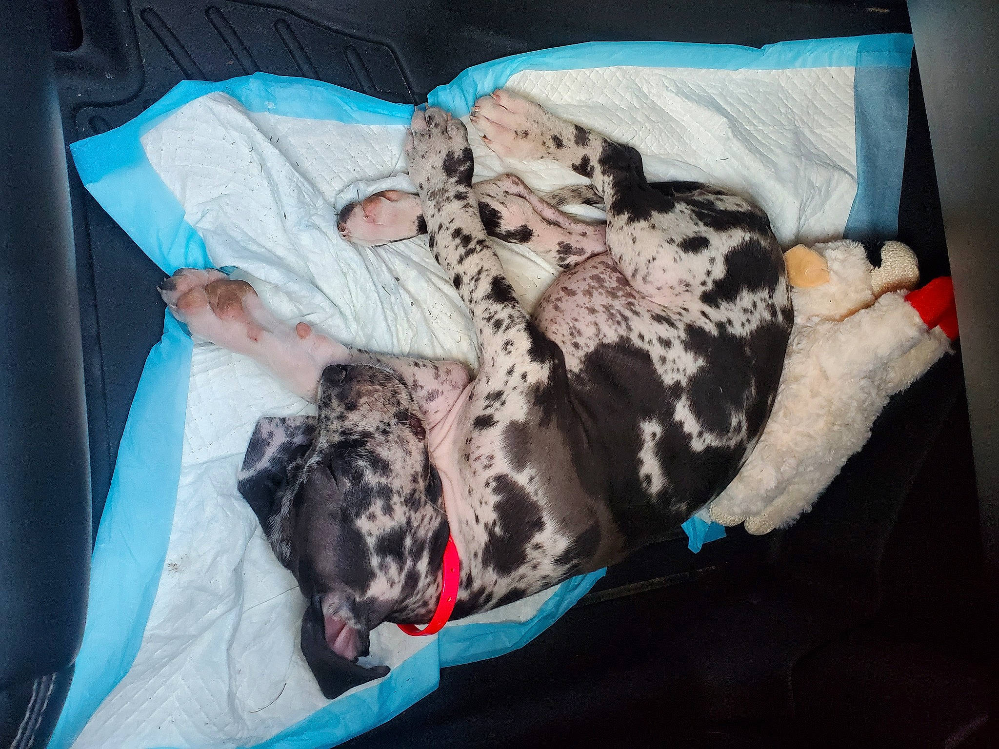 Beatrice joined the competition — help win amazing prizes! bed, bedding, canidae, carnivore, comfort, companion_dog, dog, dog_breed, fawn, felidae, fur, guard_dog, linens, nap, pillow, room, sleeve, sporting_group, throw_pillow, toy_dog