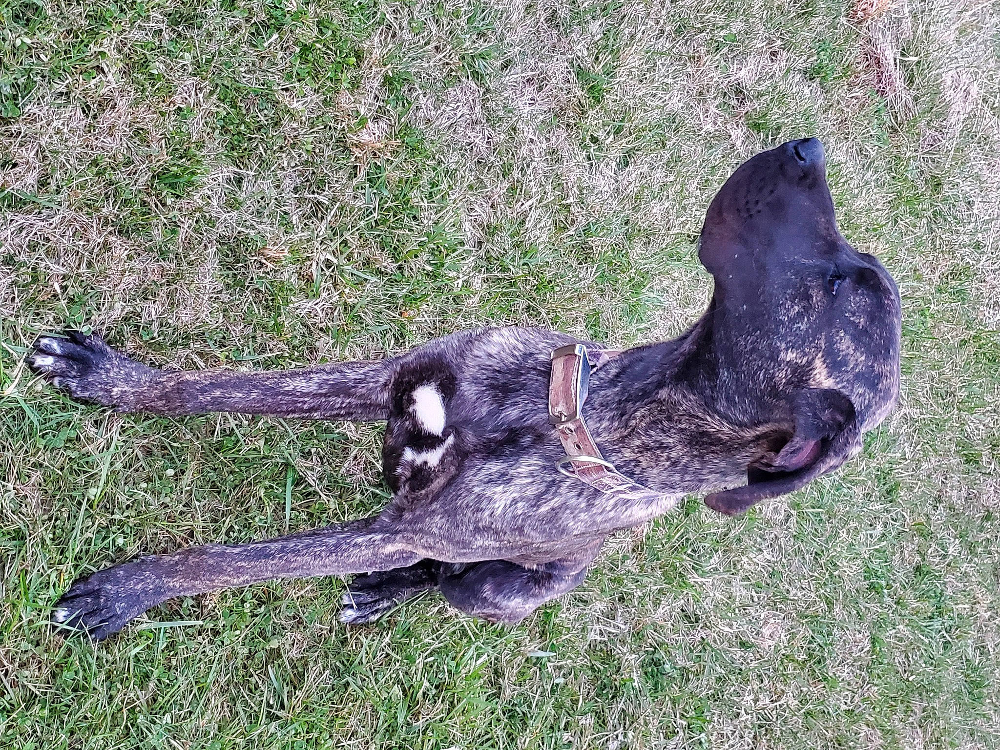 Apollo joined the competition — help win amazing prizes! art, grass, groundcover, plant, sculpture, sporting_group, tail, tree, trunk, wood