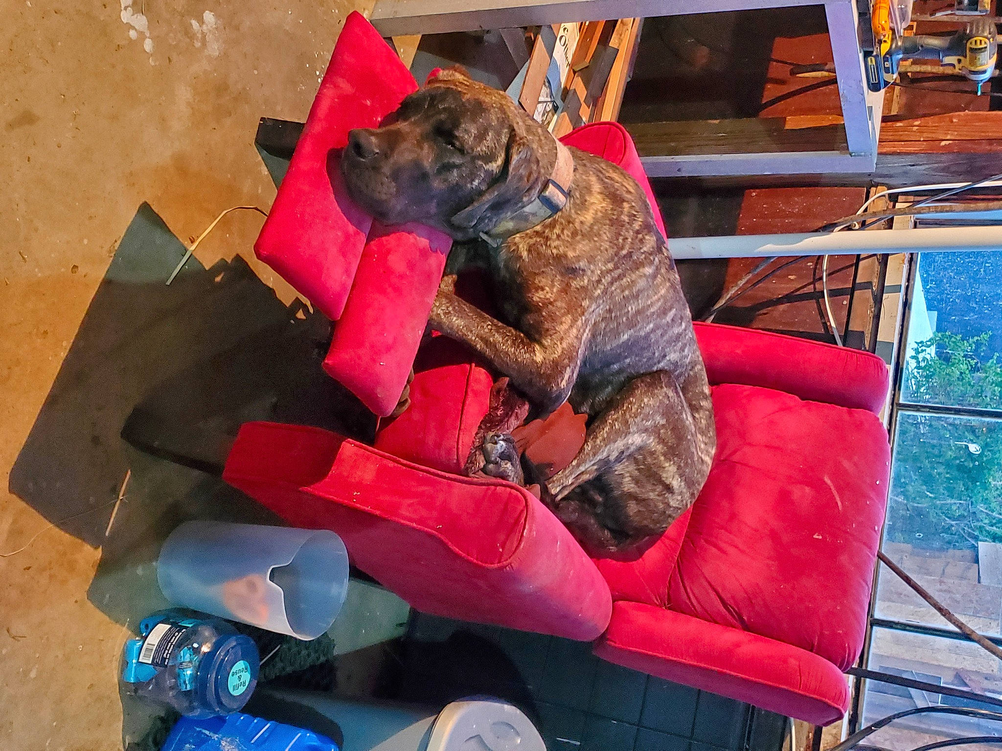 Apollo joined the competition — help win amazing prizes! blue, bottle, canidae, carmine, comfort, companion_dog, dog_breed, fur, leisure, outdoor_furniture, plastic, sporting_group, wood, working_animal