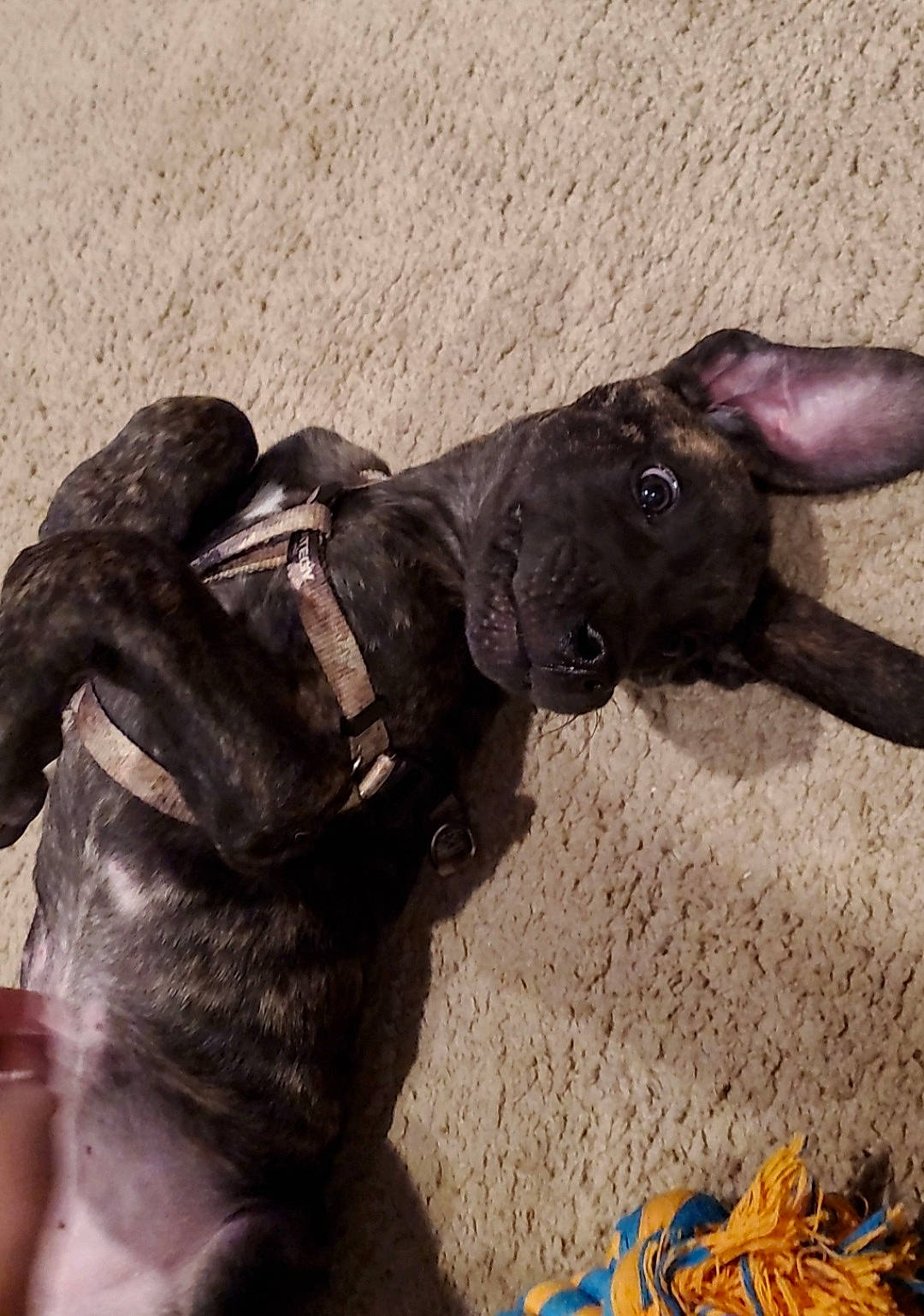 Apollo joined the competition — help win amazing prizes! canidae, carnivore, collar, comfort, companion_dog, dog, dog_breed, dog_collar, fawn, fur, guard_dog, leash, liver, mammal, paw, pet_supply, snout, sporting_group, tail, working_animal