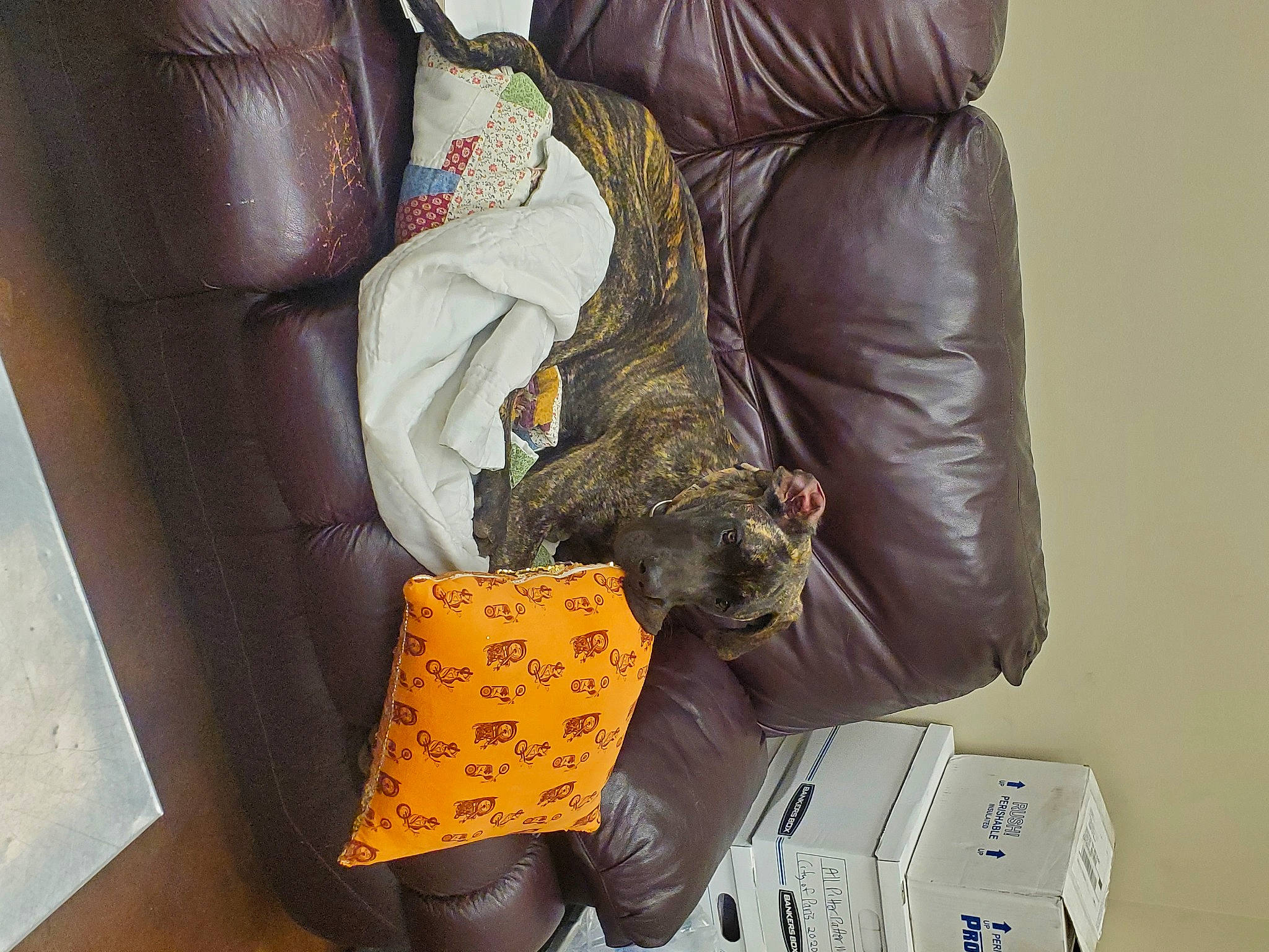 Apollo joined the competition — help win amazing prizes! armrest, bag, baggage, box, carnivore, comfort, companion_dog, fashion_accessory, felidae, fur, hat, human_leg, leather, leather_jacket, luggage_and_bags, natural_material, room, small_to_medium_sized_cats, sporting_group, thigh