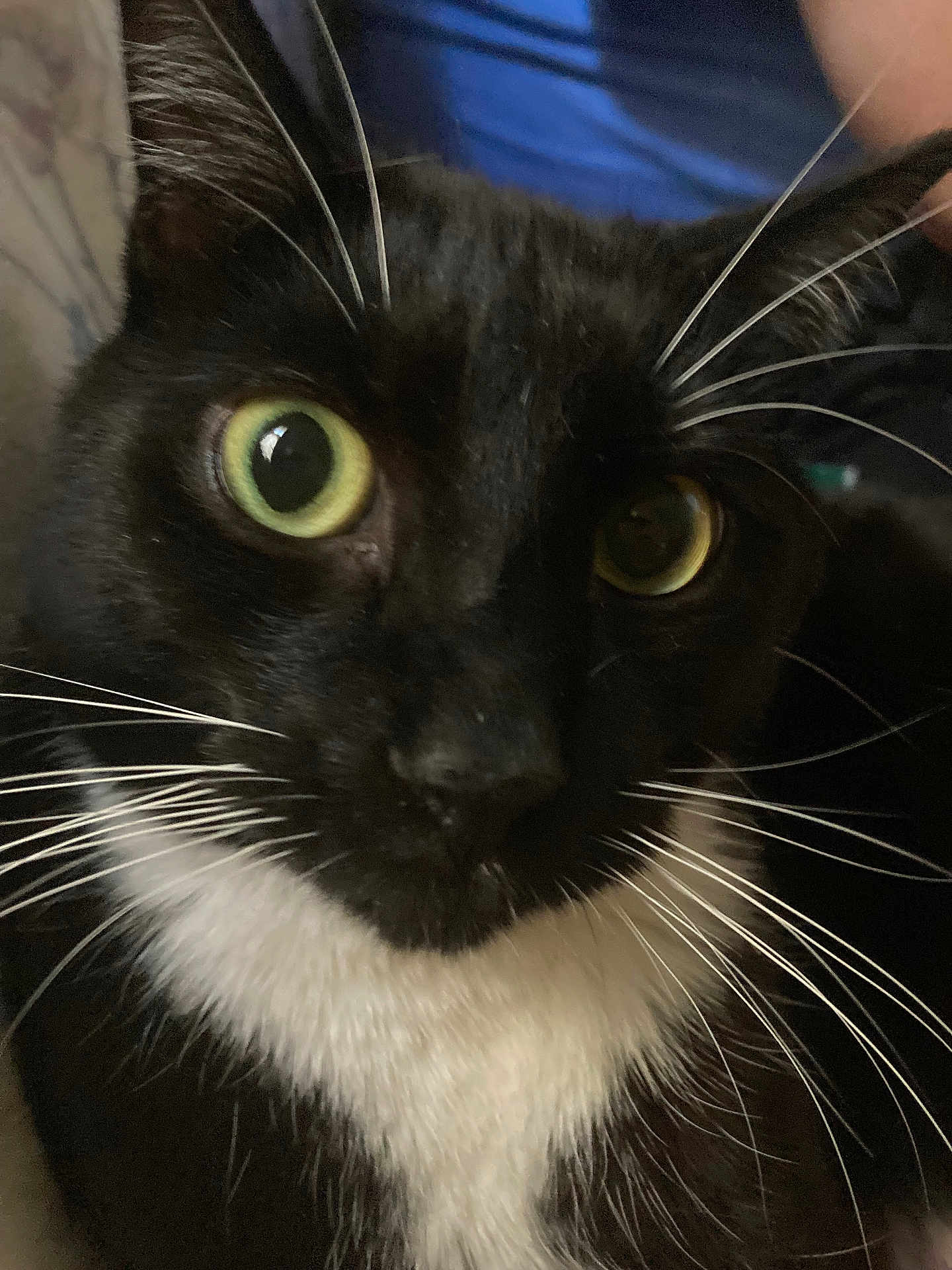 Peewee is registered to the contest to win money with this photo: cat, black_and_white, close_up, green_eyes, whiskers, pet, feline, animal, cute, indoor, fur, portrait, looking, face, domestic_animal, mammal, nose, eyes, black_fur, white_fur