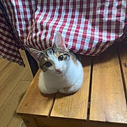 Cali joined the competition — help win amazing prizes! cat, calico_cat, kitten, animal, pet, sitting, table, wooden_table, tablecloth, gingham, indoor, home, floor, wood, furniture, white_fur, orange_patches, gray_patches, blue_eyes, portrait