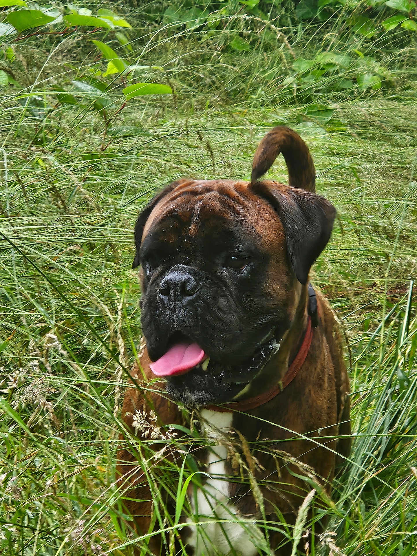 Ulysse a rejoint le concours — aidez-le/la à gagner de superbes lots ! dog, brindle, tongue_out, grass, outdoor, pet, canine, nature, animal, collar, happy, greenery, field, fur, muzzle, ears, tail, summer, daylight, playful