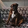 dog, brown_dog, pet, canine, sitting, couch, blanket, patterned_blanket, indoor, home, furniture, wall, photo_frame, geometric_pattern, relaxed, animal, companion, domestic, quiet, portrait