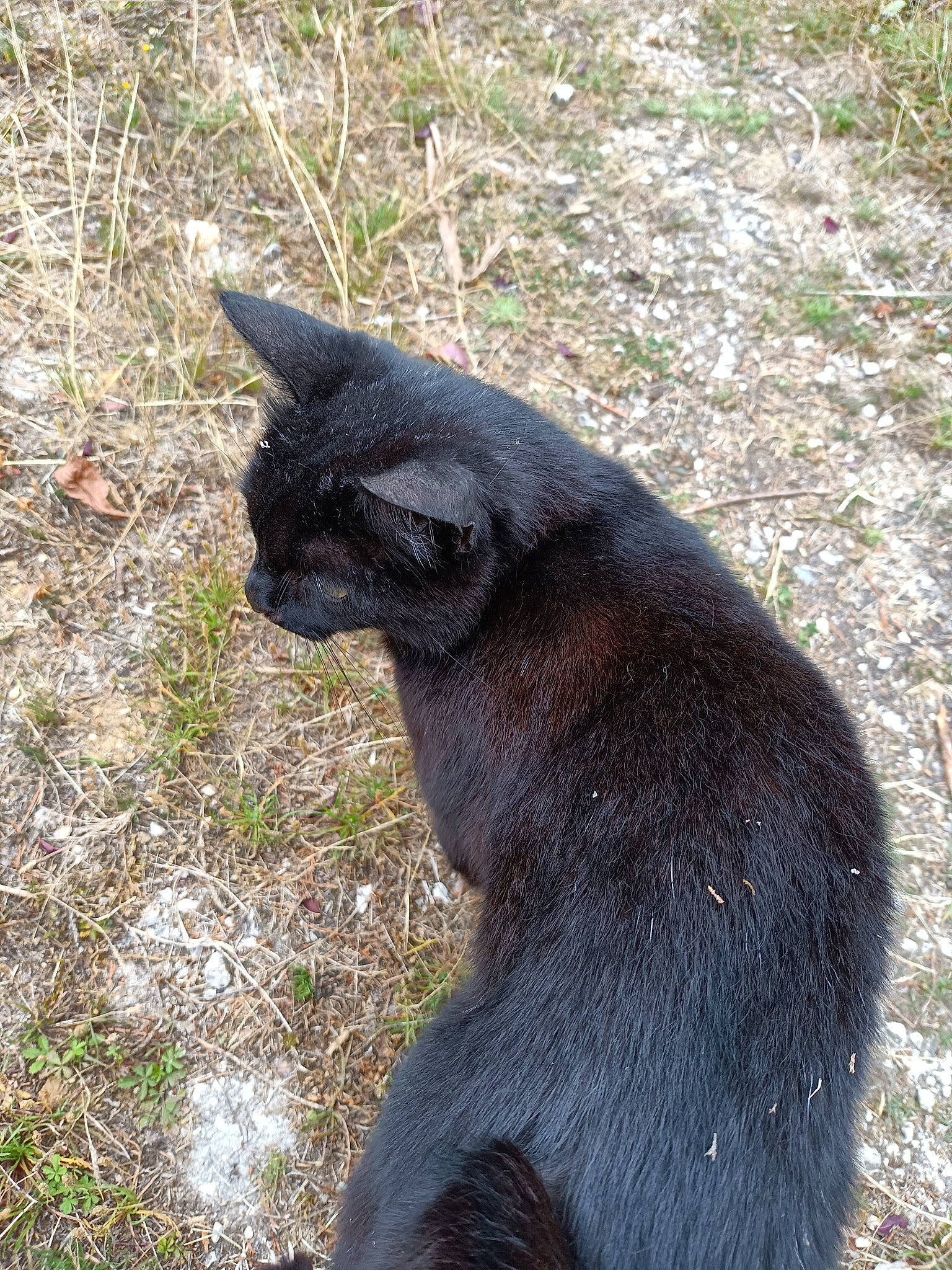 Chipie participe au concours pour gagner de l'argent avec cette photo : art, carnivore, dog_breed, eye, felidae, fur, grass, natural_material, plant, sculpture, small_to_medium_sized_cats, sunglasses, tail, terrestrial_animal, whiskers, wildlife, zoo