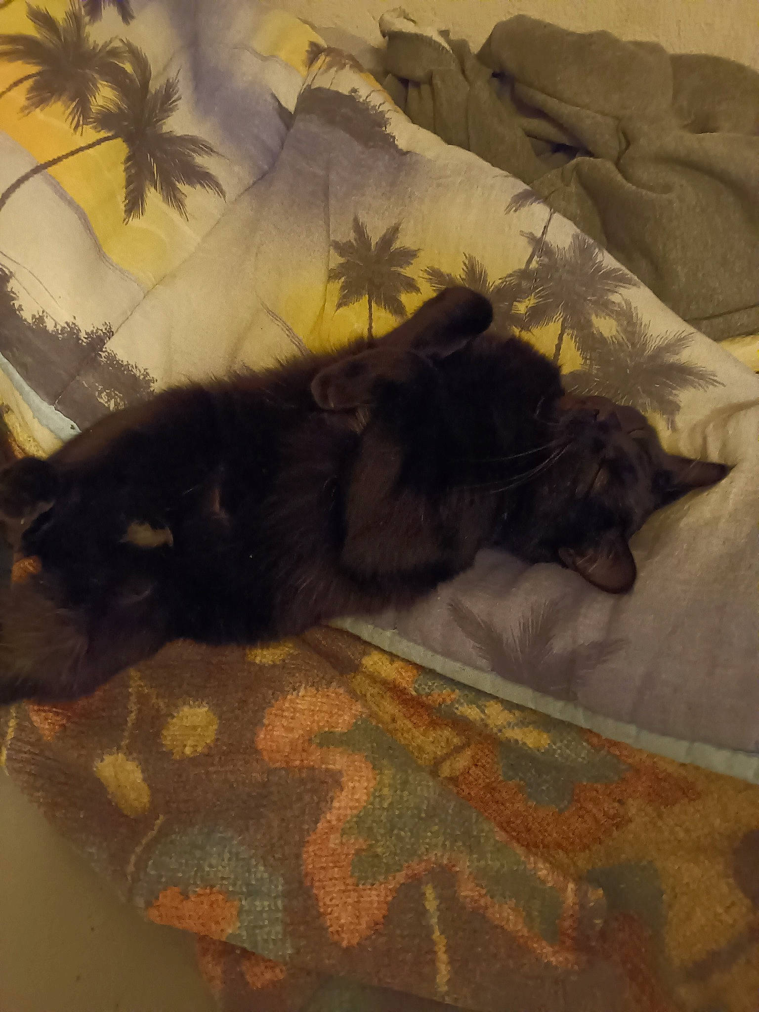 Chipie a rejoint le concours — aidez-le/la à gagner de superbes lots ! bed, bed_sheet, bedding, bedroom, brown, carnivore, comfort, dog_breed, felidae, flooring, fur, grey, linens, mammal, small_to_medium_sized_cats, sporting_group, tail, tints_and_shades, whiskers, wood