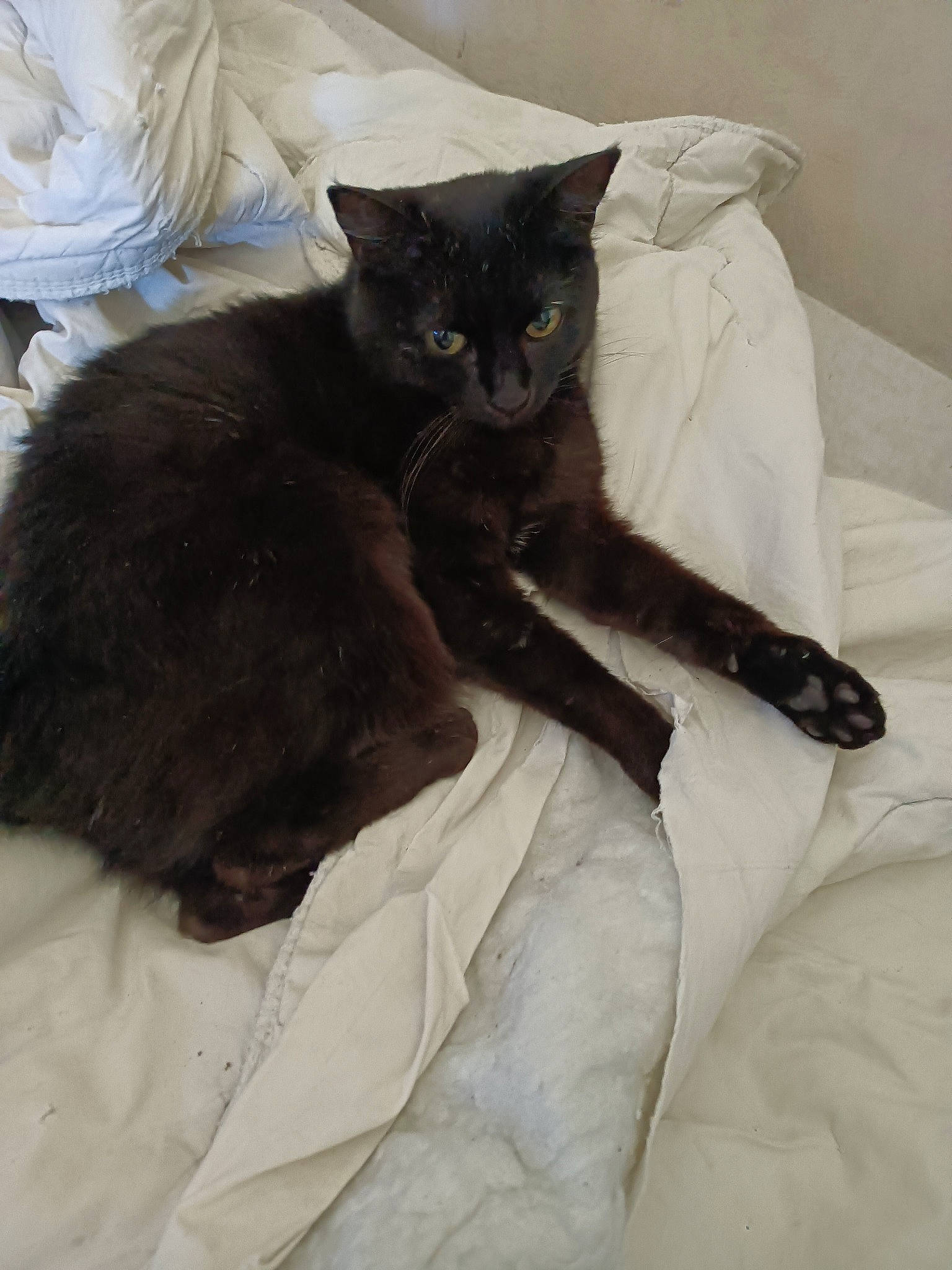 Chipie a rejoint le concours — aidez-le/la à gagner de superbes lots ! bed, black_cat, bombay, carnivore, cat, cat_supply, claw, comfort, domestic_short_haired_cat, eye, felidae, fur, grey, mammal, paw, small_to_medium_sized_cats, snout, tail, textile, whiskers