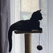 Ginto a rejoint le concours — aidez-le/la à gagner de superbes lots ! abyssinian, animal, blackcat, cat, curtain, egyptiancat, homedecor, kitten, linen, manx, pet, silhouette, window, windowshade, windowsill