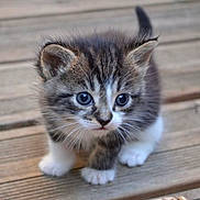Apollon participe au concours pour gagner de l'argent avec cette photo : kitten, cat, pet, animal, whiskers, blue_eyes, fur, paw, wooden_deck, outdoor, closeup, portrait, small, tabby, white_paws, curious, sitting, cute, young, feline