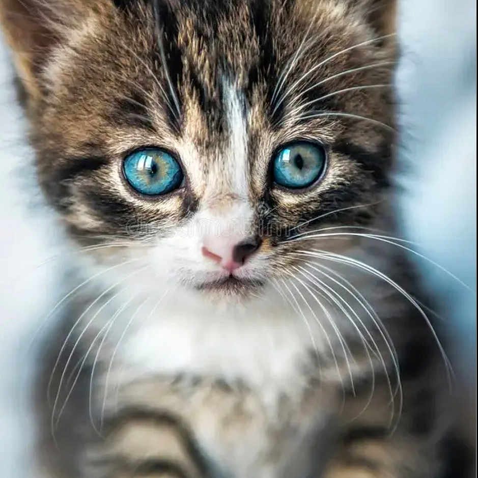 Apollon a rejoint le concours — aidez-le/la à gagner de superbes lots ! blue_eyes, cat, close_up, cute, ears, face, feline, fur, indoor, kitten, macro, nose, pet, portrait, shallow_depth_of_field, soft_focus, striped, tabby, whiskers, young