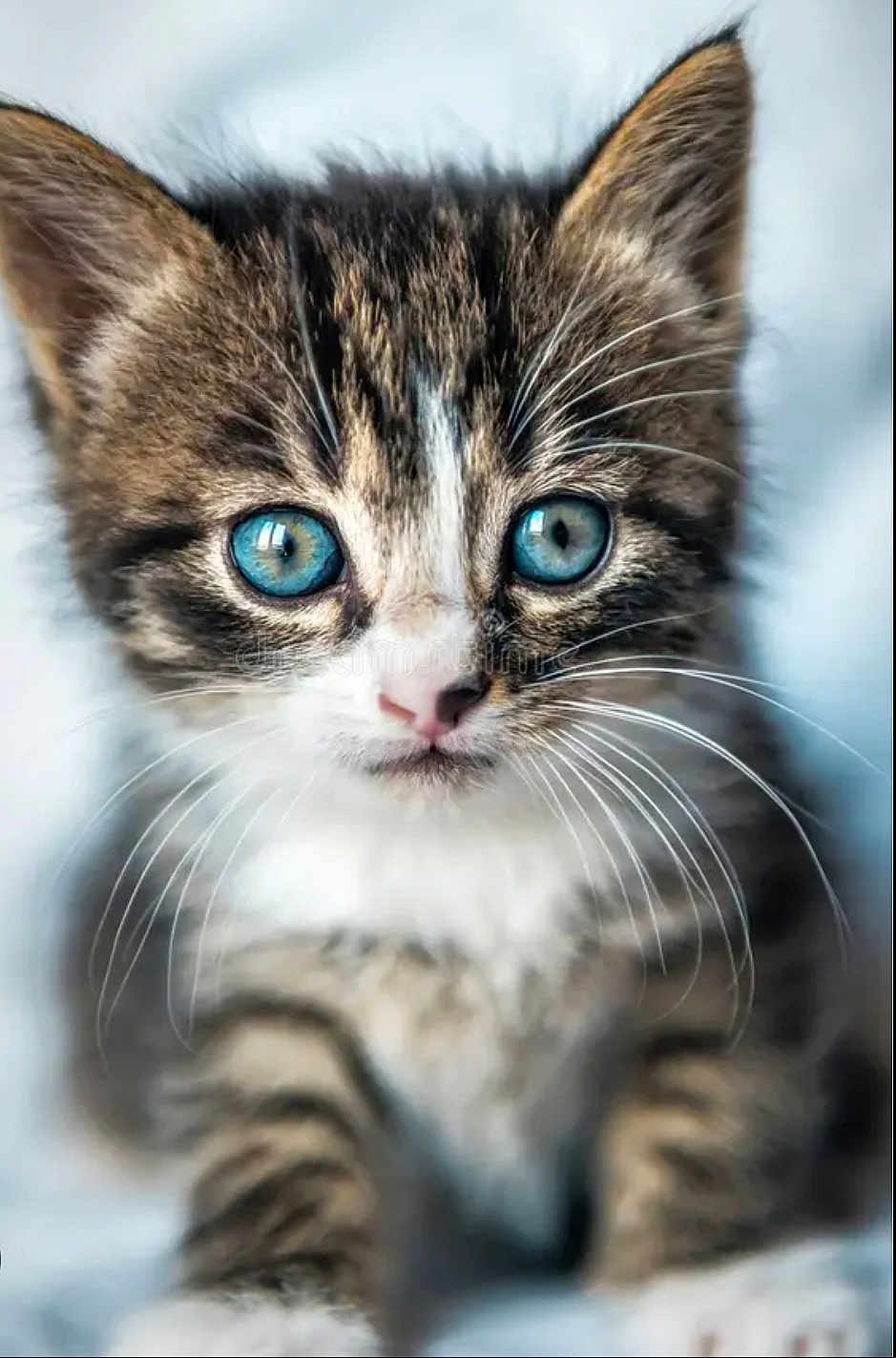 Apollon a rejoint le concours — aidez-le/la à gagner de superbes lots ! kitten, cat, close_up, blue_eyes, whiskers, fur, portrait, pet, feline, cute, young, ears, nose, indoor, soft_focus, shallow_depth_of_field, macro, tabby, striped, face