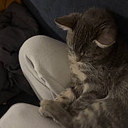 Aïko a rejoint le concours — aidez-le/la à gagner de superbes lots ! cat, tabby_cat, feline, pet, animal, sleeping, lap, cozy, indoor, soft_lighting, gray, fur, resting, comfort, relaxation, couch, person, clothing, pants, domestic_animal