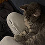 cat, tabby_cat, feline, pet, animal, sleeping, lap, cozy, indoor, soft_lighting, gray, fur, resting, comfort, relaxation, couch, person, clothing, pants, domestic_animal