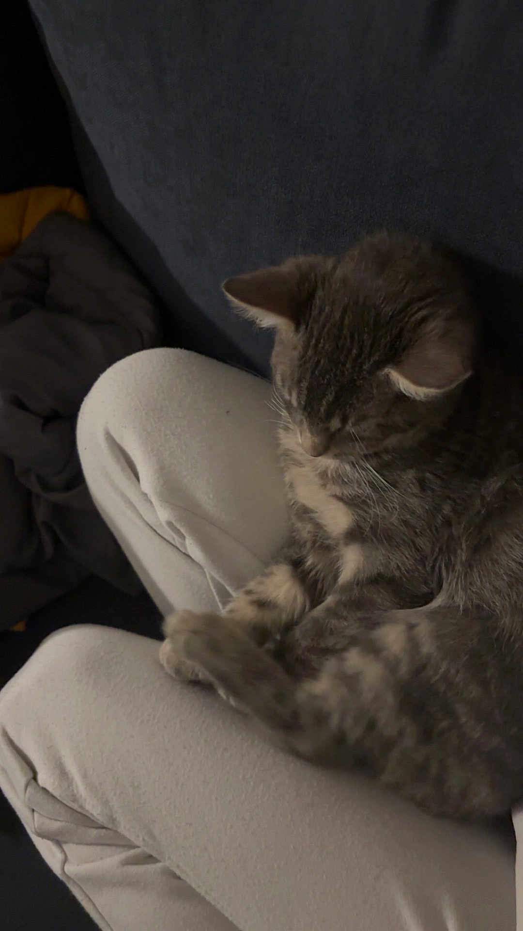 Aïko a rejoint le concours — aidez-le/la à gagner de superbes lots ! cat, tabby_cat, feline, pet, animal, sleeping, lap, cozy, indoor, soft_lighting, gray, fur, resting, comfort, relaxation, couch, person, clothing, pants, domestic_animal